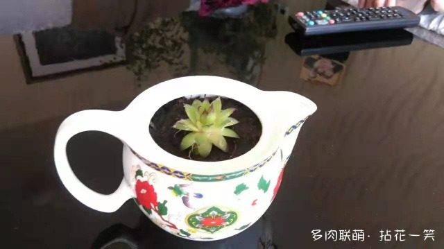 四川阿坝多肉半年的变化