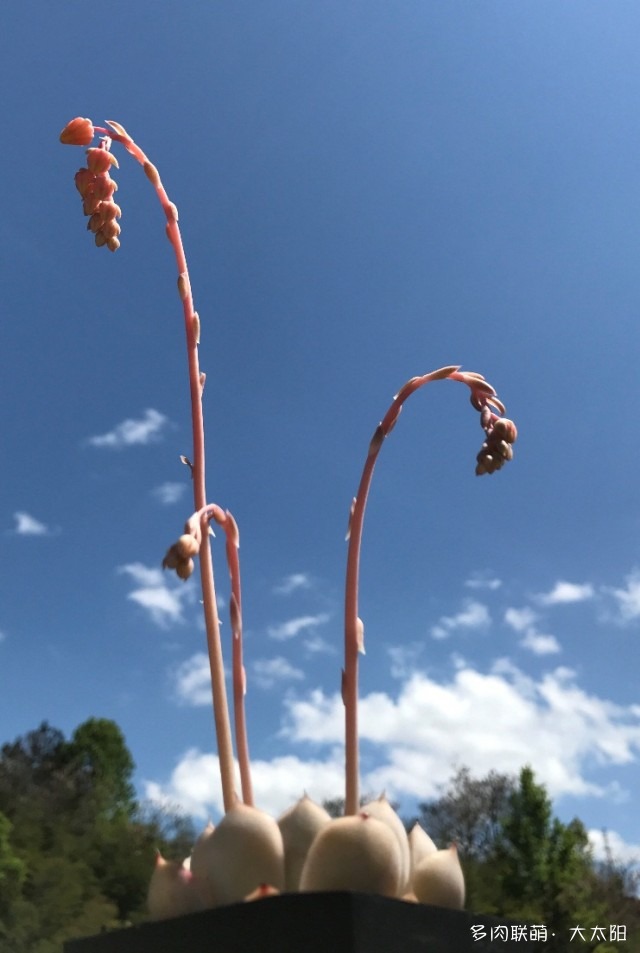 春天开花的多肉