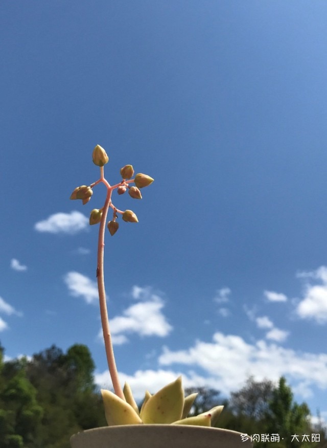 春天开花的多肉