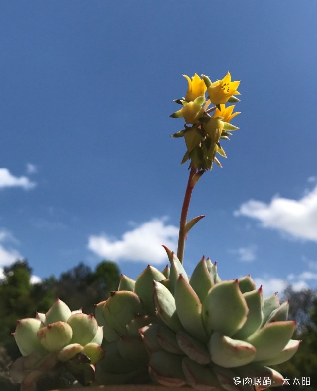 春天开花的多肉