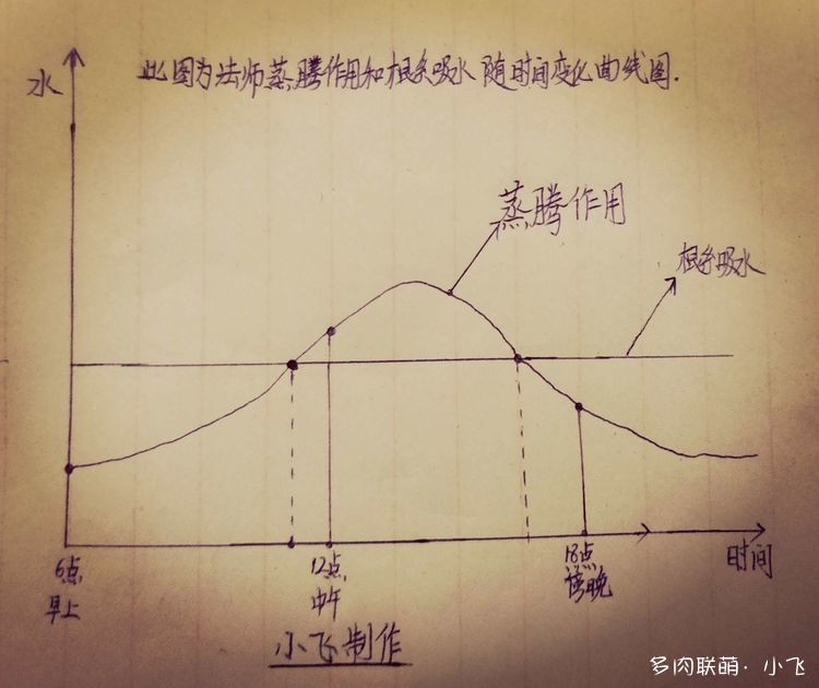 法师叶片萎蔫现象