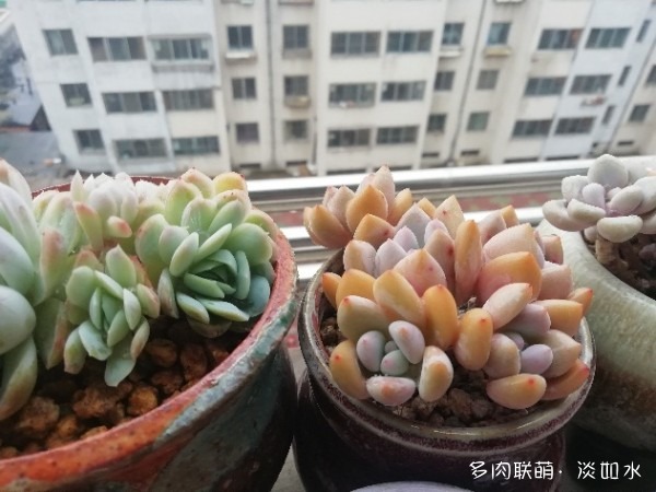 东北，春天三月里的多肉