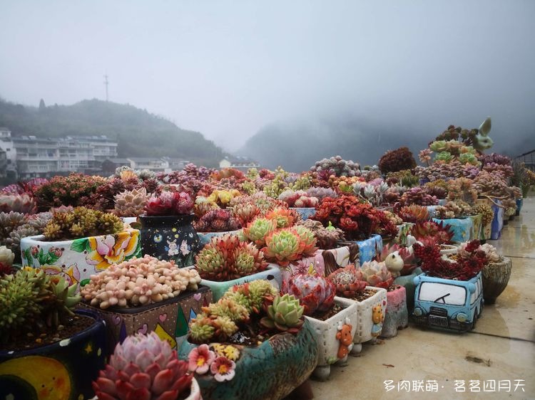 包邮区，山上的多肉