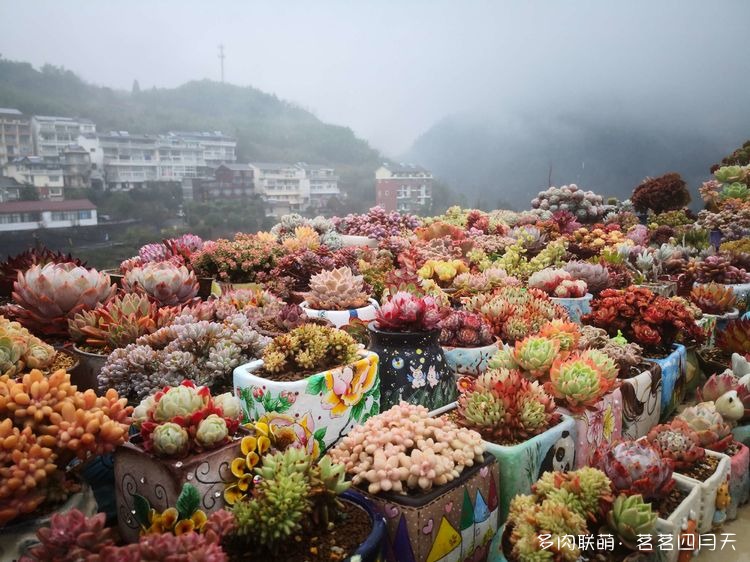 包邮区，山上的多肉