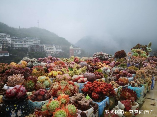 包邮区，山上的多肉