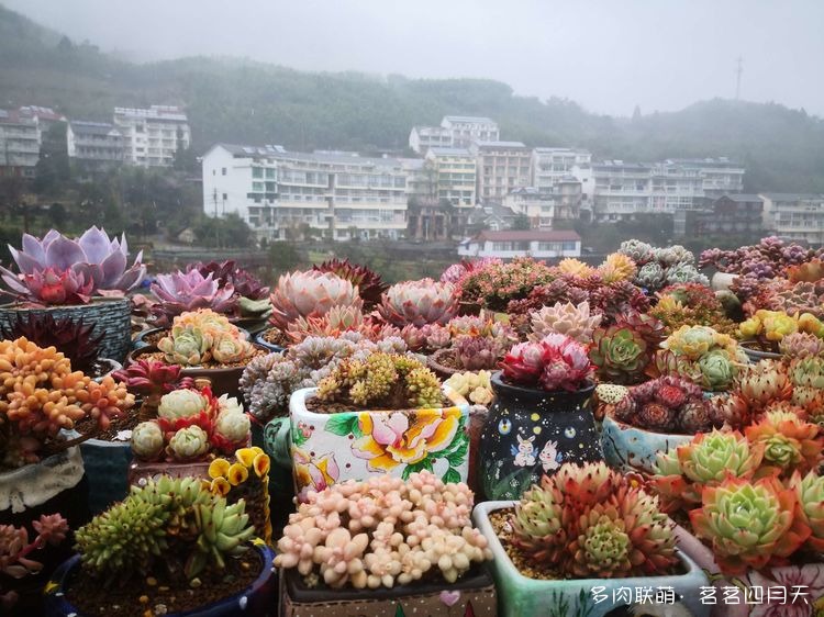 包邮区，山上的多肉