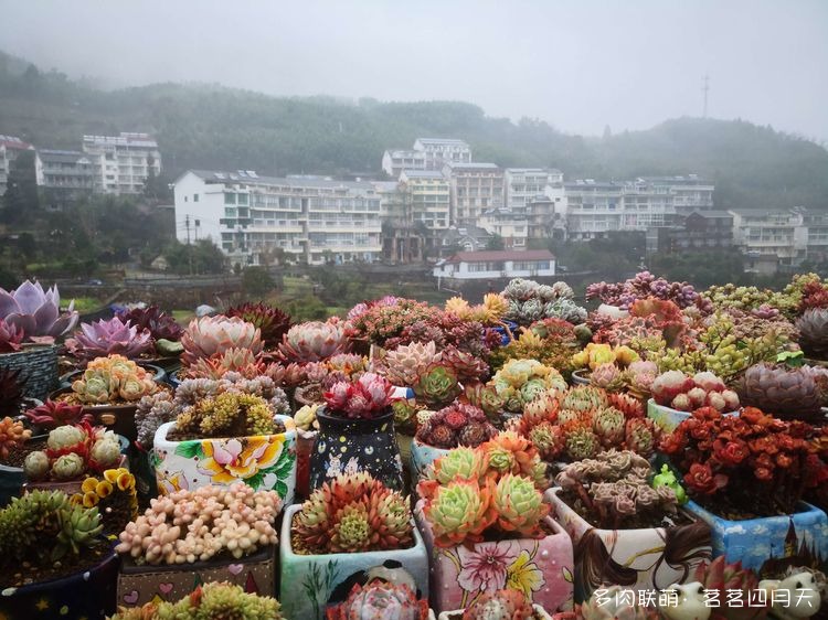 包邮区，山上的多肉