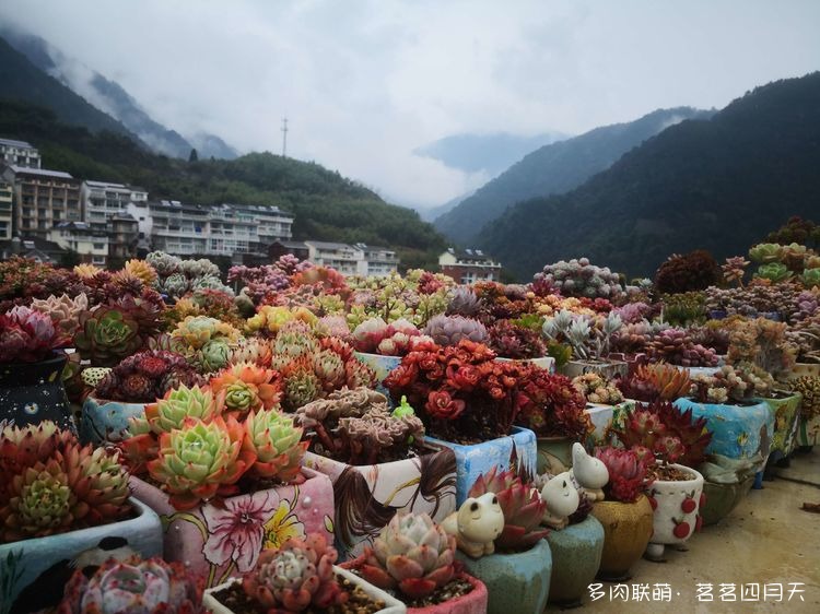 包邮区，山上的多肉