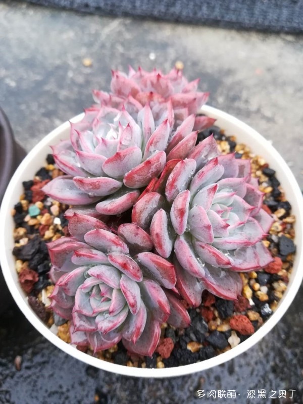 劳伦斯的成长变化