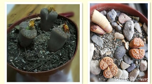 新手省钱养多肉