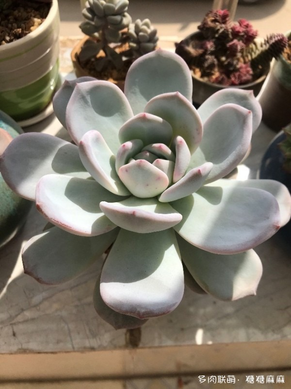 新手养多肉