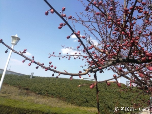 春天的青岛