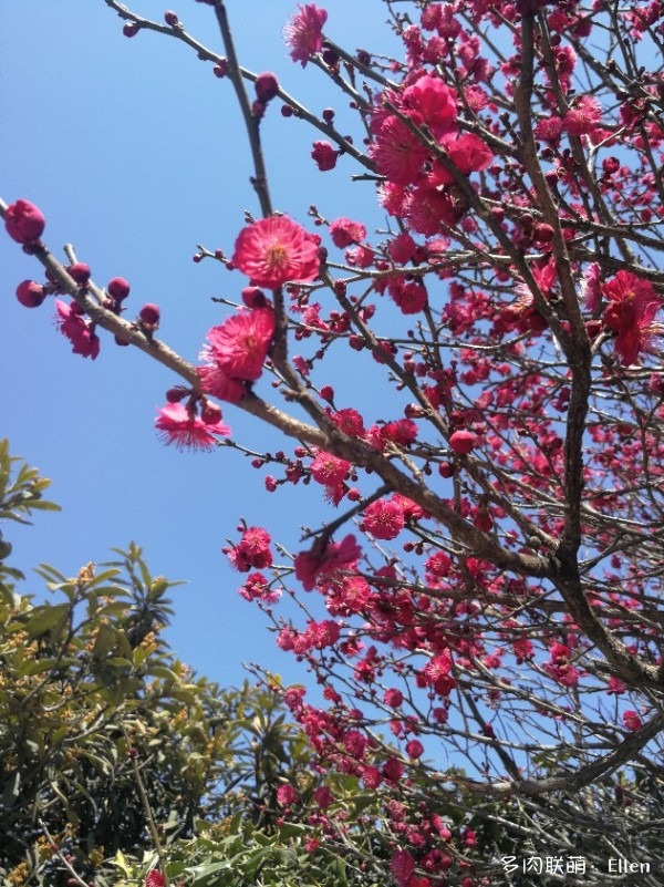 春天的青岛