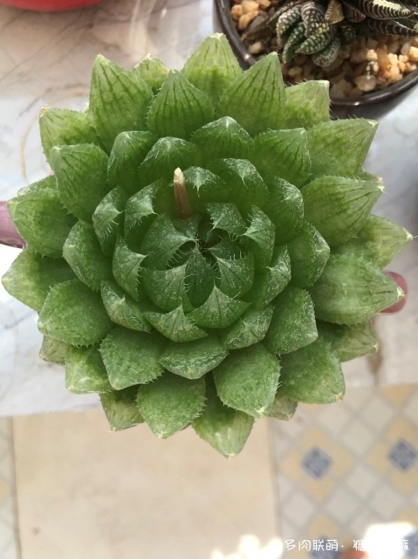 新手养多肉