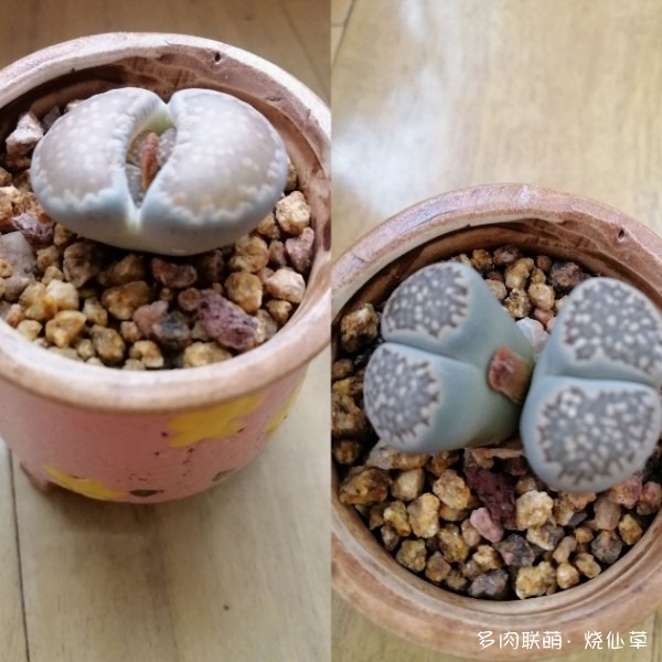 养在西北的多肉