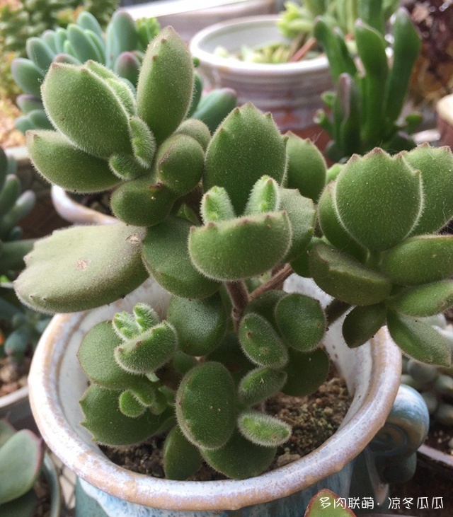 熊童子