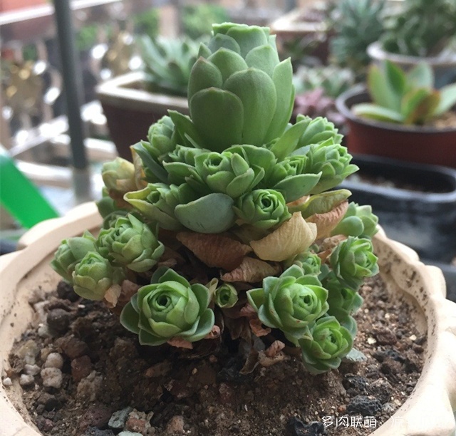 山地玫瑰