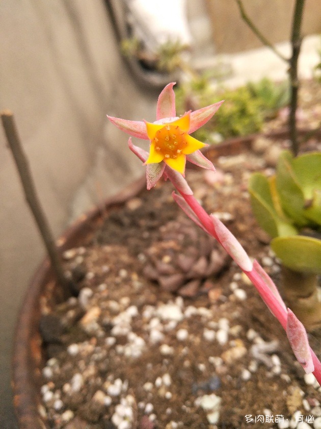 多肉植物的花