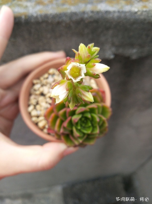 多肉植物的花