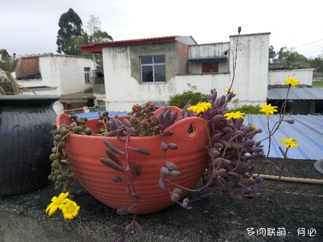 多肉植物的花