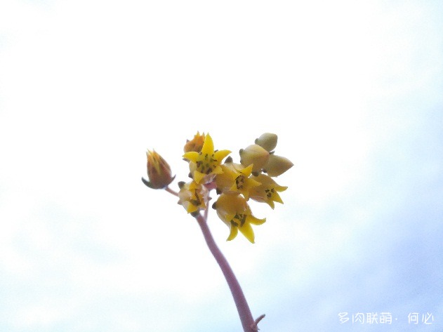 多肉植物的花