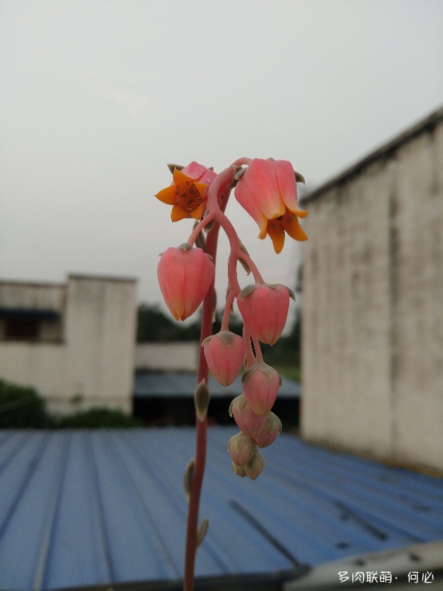 多肉植物的花