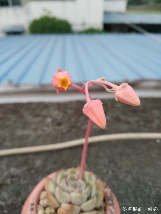 多肉植物的花