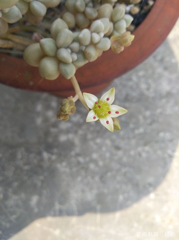 多肉植物的花