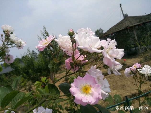 多肉植物的花