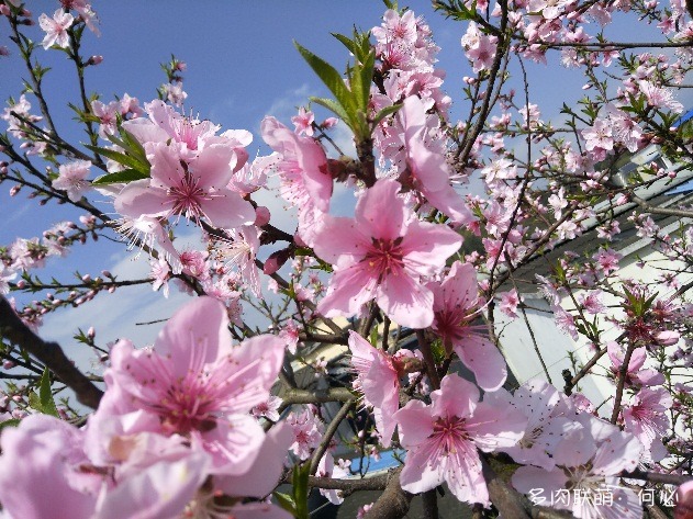 春天的花