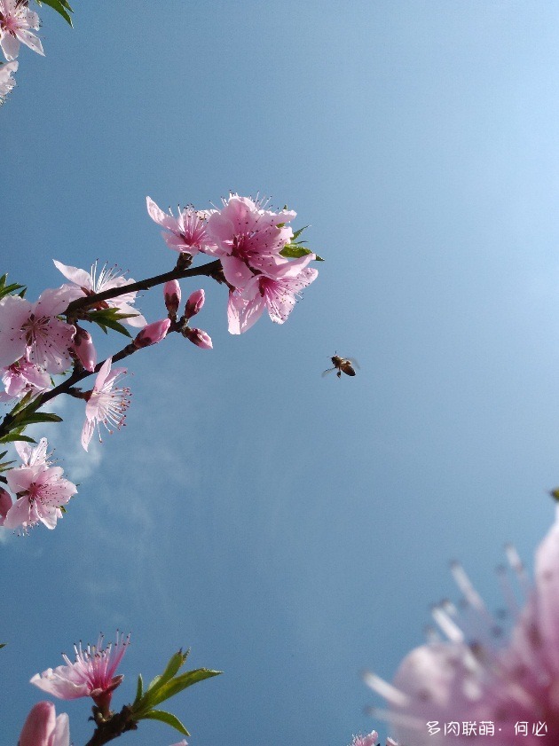 春天的花