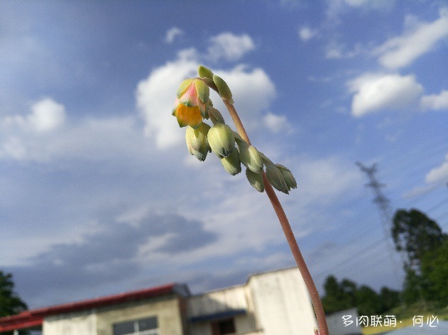 千代田之松的花