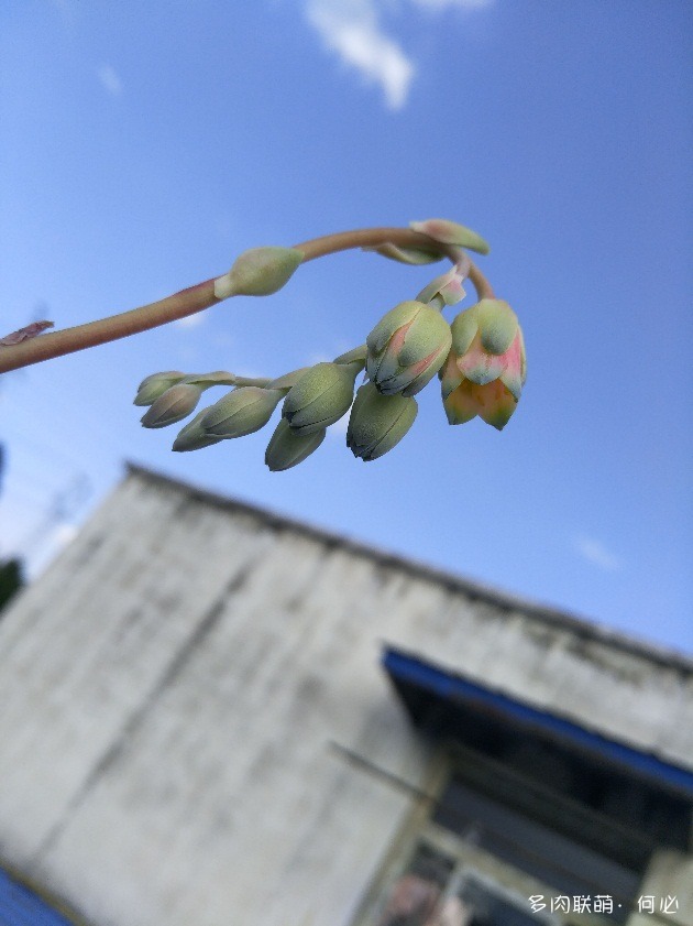 千代田之松的花