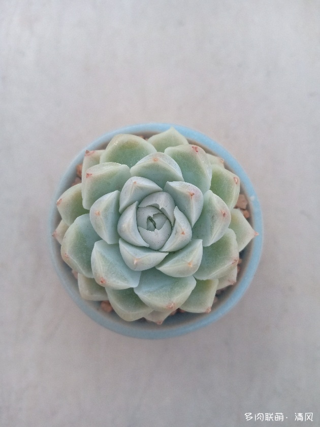 汕头，新手养护的多肉