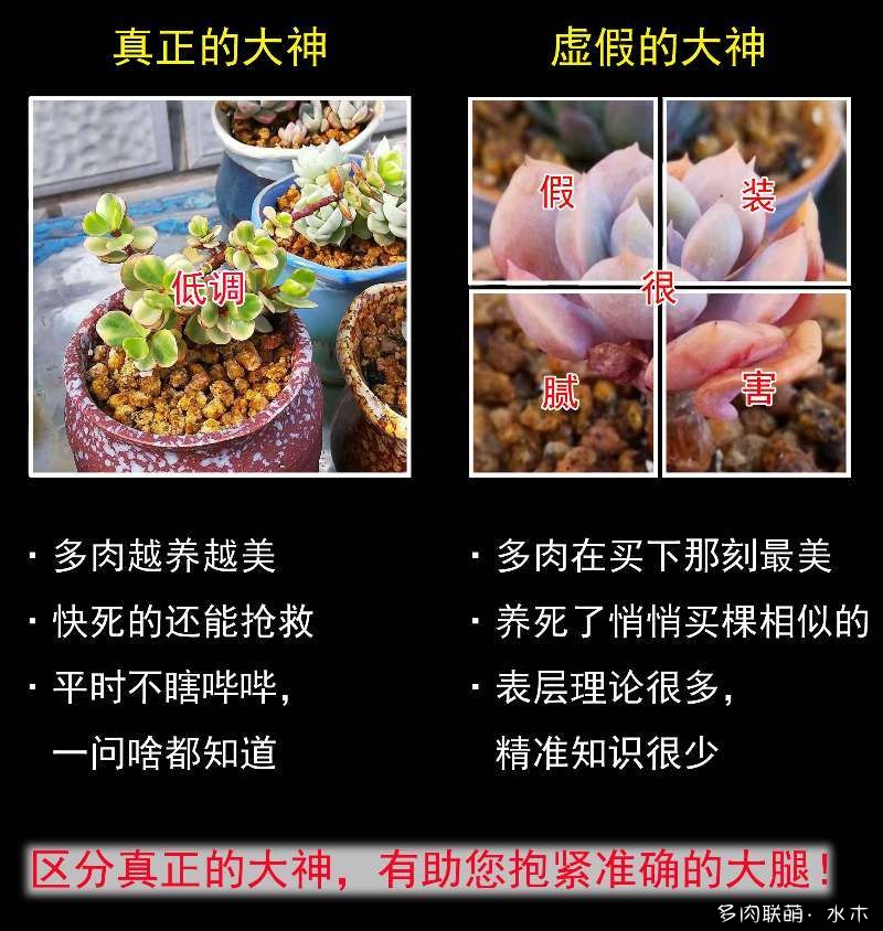 真正的多肉系列图片