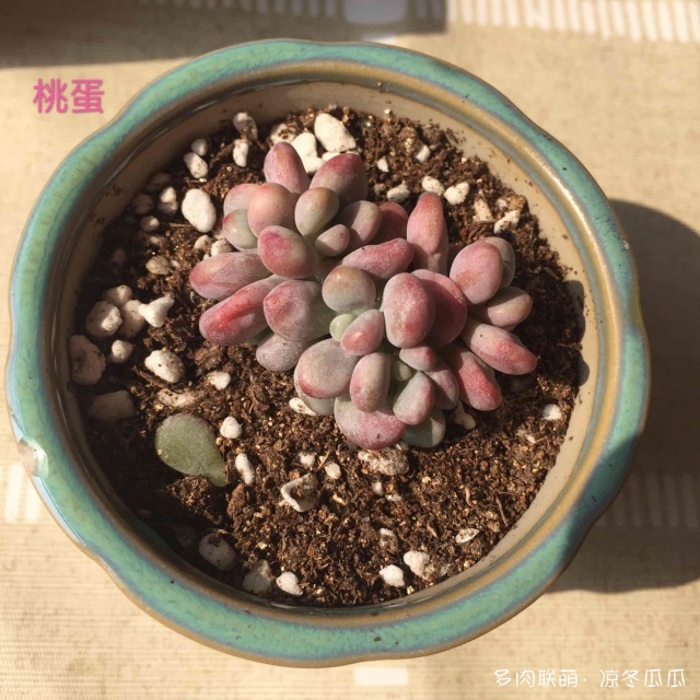 江西九江，一些多肉