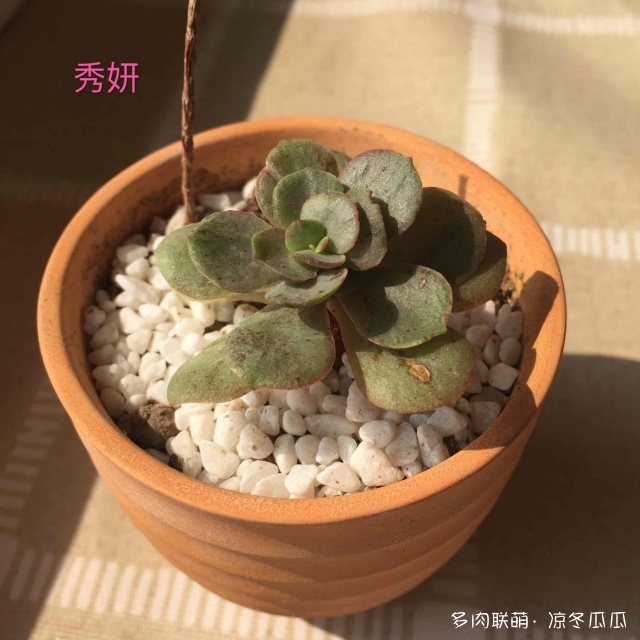 江西九江，一些多肉