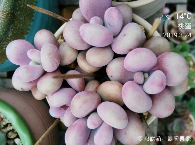 广东惠州四月的多肉