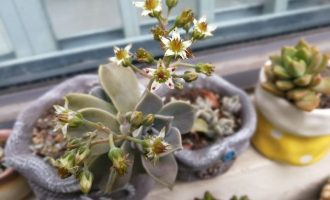 来自学生党的”青菜”