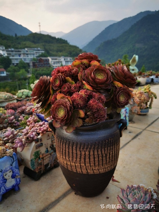 包邮区里好看的多肉