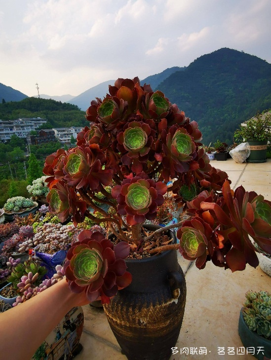 包邮区里好看的多肉