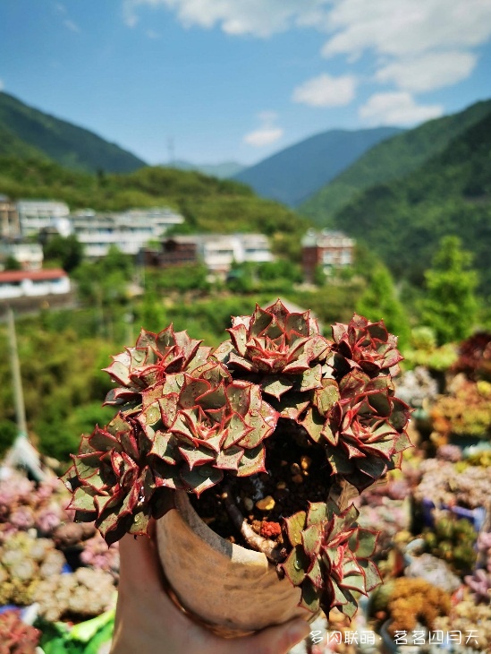 包邮区里好看的多肉