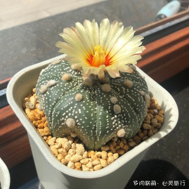 开花的星兜