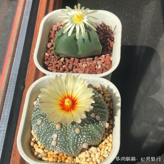 开花的星兜