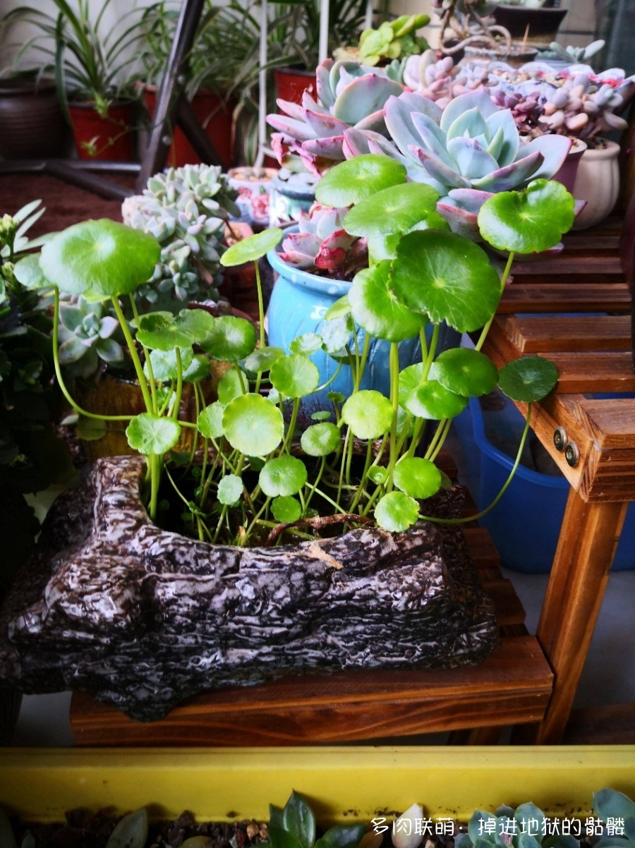 铜钱草