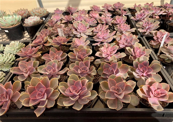 澳大利亚维多利亚省的多肉大棚 多肉联萌 澳大利亚维多利亚省的多肉大棚 多肉联萌