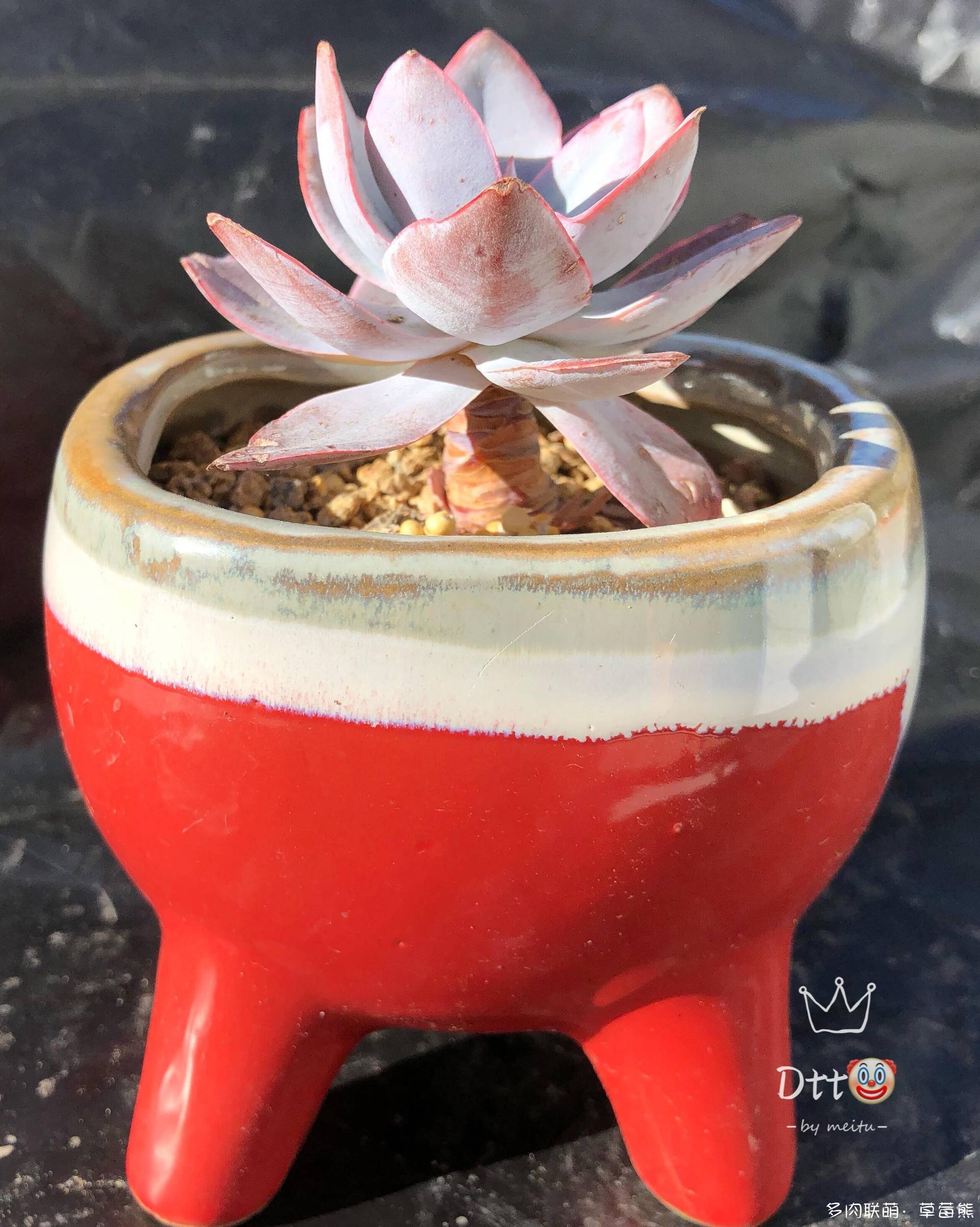 新疆养护的多肉