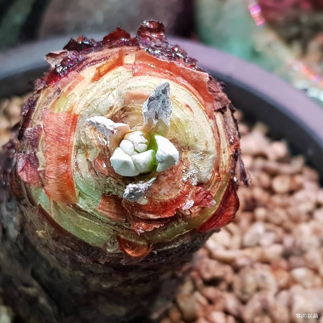 韩国清州市的多肉大棚