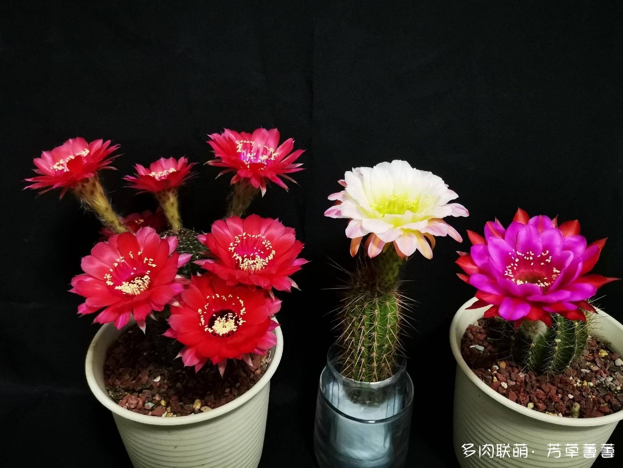 仙人掌开花瞬间，拍照记影