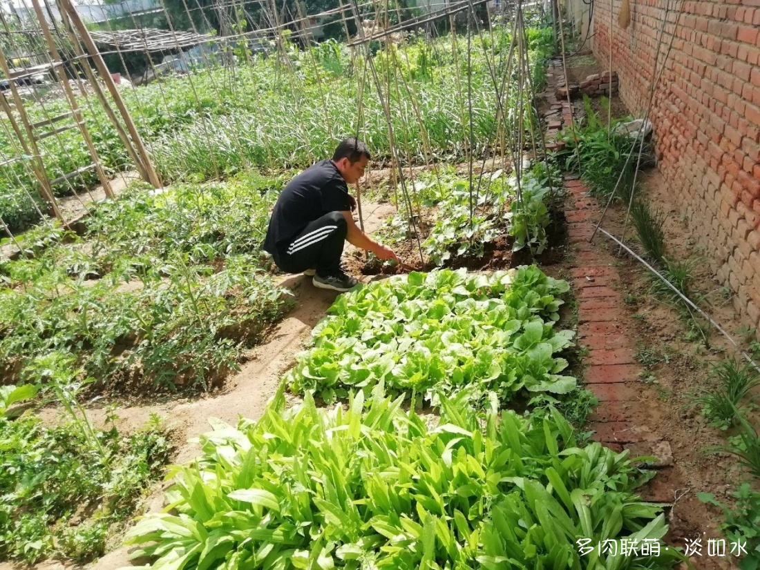 治愈人心的多肉